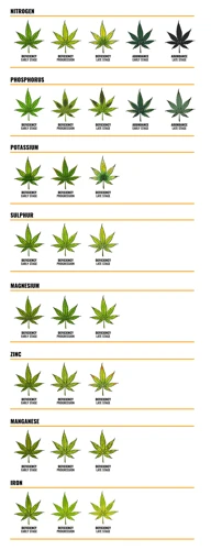 The Optimal Ph For Cannabis Plants