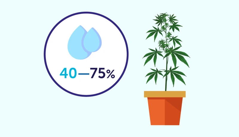 The Role Of Humidity In Cannabis Growth