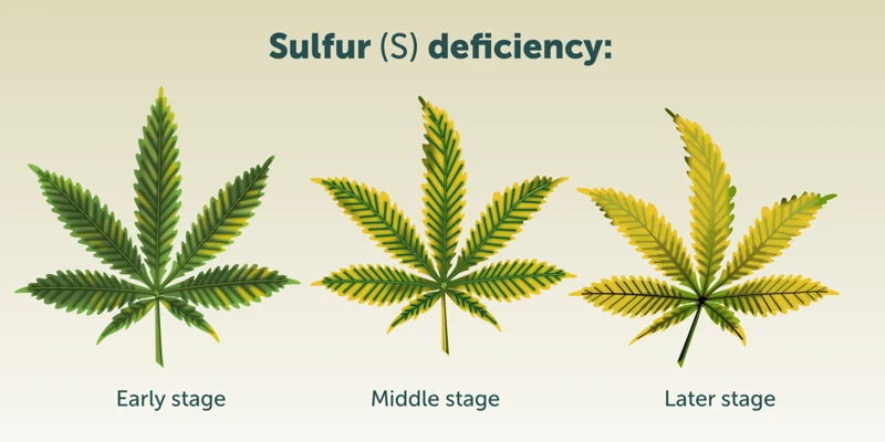 The Role Of Sulfur In Cannabis Growth