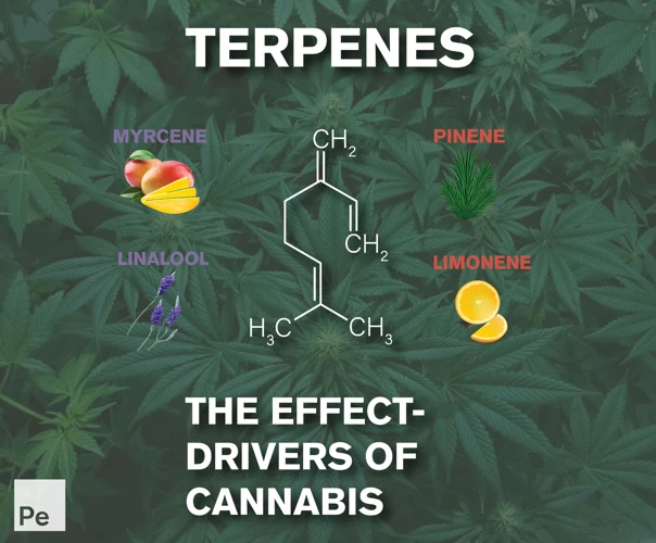 The Role Of Terpenes And Cannabinoids In Cannabis