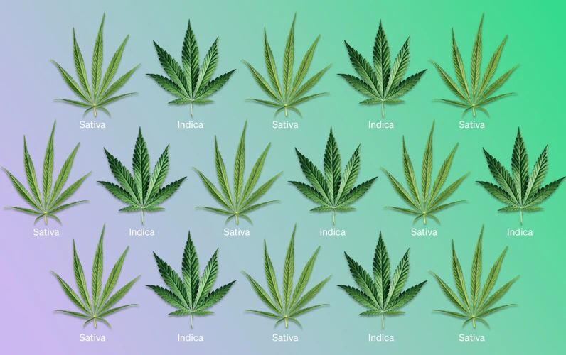 The Three Types Of Auto-Flowering Strains