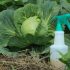 Top 5 Companion Plants to Maximize Yields, Enhance Flavor and Deter Pests