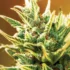 Maximizing Cannabis Growth with NPK Ratios
