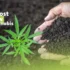 Organic vs Synthetic Fertilizers for Indoor Cannabis Cultivation