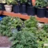 Different Composting Techniques for Your Cannabis Plants