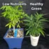 Organic vs Synthetic Nutrients: How They Affect Cannabis Yield and Potency