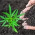 The Benefits of Using Organic Nutrients for Cannabis Cultivation
