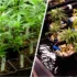 What is Hydroponics and How Can it Help You Grow Cannabis?