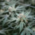 Growing Cannabis: Organic vs Non-Organic Soil