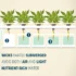 Is Coco Coir a Good Choice for Growing Cannabis?
