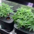 Soilless Growing Mediums for Cannabis Cultivation