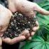 Using Coco Coir as a Growing Medium for Cannabis