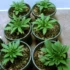 Step-by-step Guide on Preparing Coco Coir for Cannabis Growing