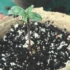 Make Your Own Nutrient-Rich Soil Mix for Cannabis Plants