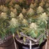 A Beginner’s Guide to Aeroponics for Cannabis Growing