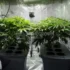 Growing Cannabis with DIY Aeroponic Systems