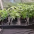 Watering Cannabis in Different Growing Mediums