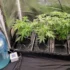 Overwatering and Underwatering Cannabis Plants