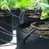 Signs and Symptoms of Under-Watering Cannabis Plants and How to Fix It