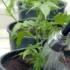 How to Test the pH Level of Your Water for Cannabis Plants
