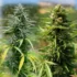 Indoor vs Outdoor Cannabis Grow: Choosing the Right Strain for Your Setup