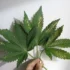 How Hard Water Affects Cannabis Plants