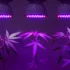 LED vs HPS Grow Lights: Which Ones Produce Better Cannabis?