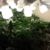 Advantages of Full Spectrum Grow Lights for Cannabis Plants