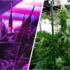 How to Use PAR and PPFD Values to Select the Best Grow Lights for Cannabis Cultivation