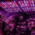 Choosing the Right Grow Light for Your Cannabis Setup