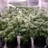 Positioning Grow Lights for Optimal Cannabis Growth and Yield