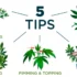 Growing Cannabis: Optimizing Light Schedule
