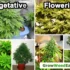 Light Schedule for Vegetative Stage of Cannabis Plants