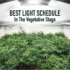 Avoid These Common Mistakes When Setting Light Schedules for Cannabis Flowering Stage