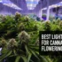 Growing Cannabis: Optimizing Light Schedule