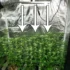 Tips for Optimal Temperature and Humidity Control for Cannabis Growing Conditions