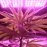 Avoiding Common Mistakes in Light Distance When Growing Cannabis