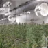 Tips for Optimal Temperature and Humidity Control for Cannabis Growing Conditions