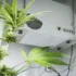 How to Identify Signs of High or Low Relative Humidity Levels in Cannabis Plants