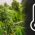 Why Consistent Grow Room Temperatures Are Crucial for Cannabis Growth