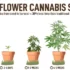 Selecting the right auto-flowering strains for your cannabis grow