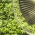 5 Tips to Keep Your Indoor Cannabis Grow Room Cool This Summer