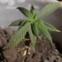 Protect Your Cannabis Plants from Mold and Mildew