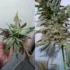 Natural Alternatives for Mold and Mildew Treatment on Cannabis Plants