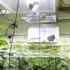 Natural Alternatives for Mold and Mildew Treatment on Cannabis Plants