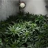 Tips for Protecting Your Outdoor Cannabis Plants from Extreme Temperature Fluctuations