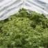Optimizing Temperature and Humidity for Outdoor Cannabis Growth