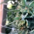 Creating a Pest-Resistant Environment for Cannabis Cultivation