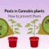 Organic Pest Control for Your Cannabis Plants Using Neem Oil