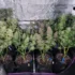 Auto-Flowering Strains: Pioneers of Efficient Cannabis Cultivation